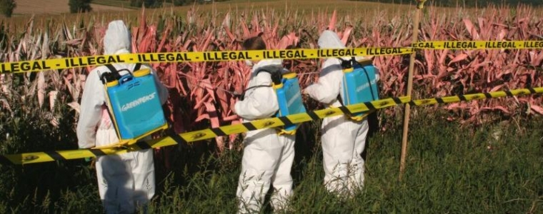 Prijevod ubija GMO
