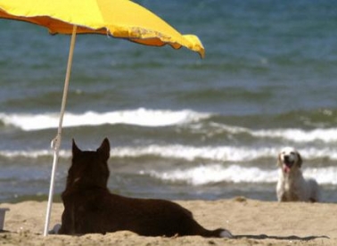 Peticija: Hoćemo plaže za pse!