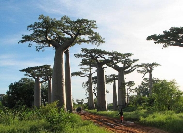 Volontiraj na Madagaskaru